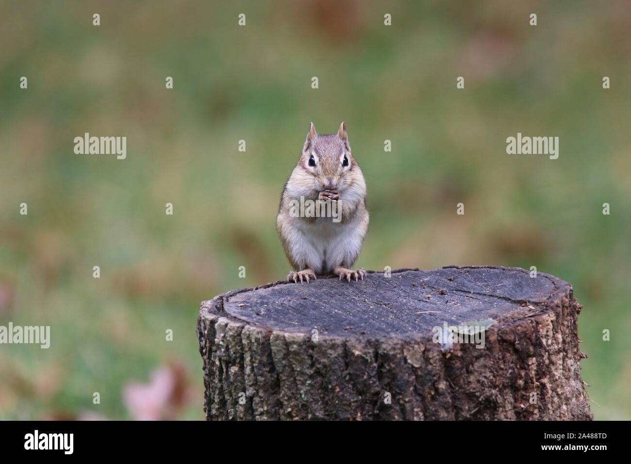 Cute little eastern chipmunk sitting on a tree stump in Fall Stock Photo