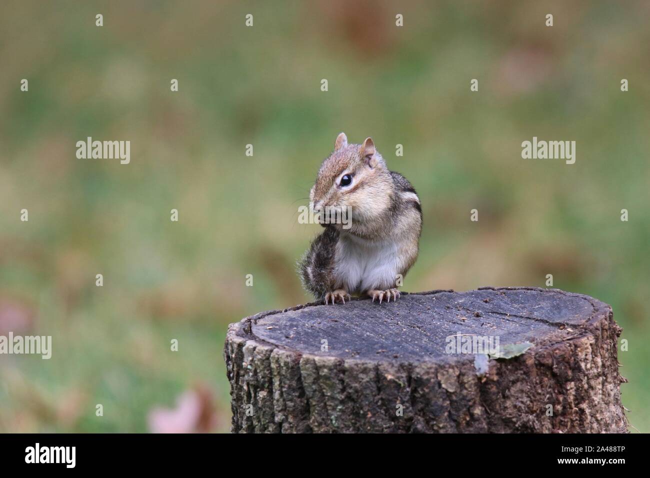A little eastern chipmunk sitting on a tree stump grooming his tail Stock Photo