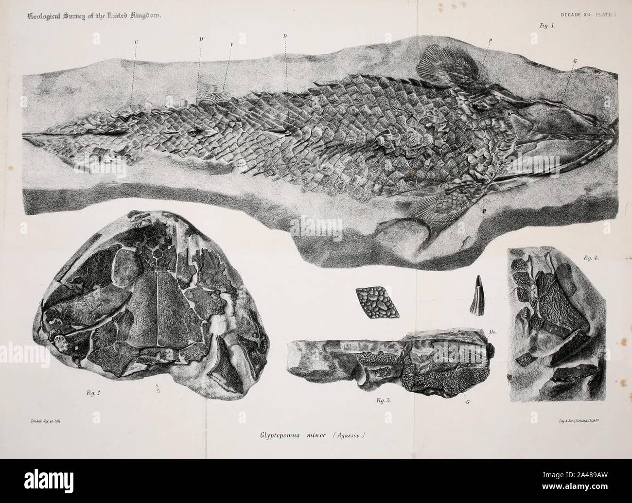Figures and descriptions illustrative of British organic remains Stock