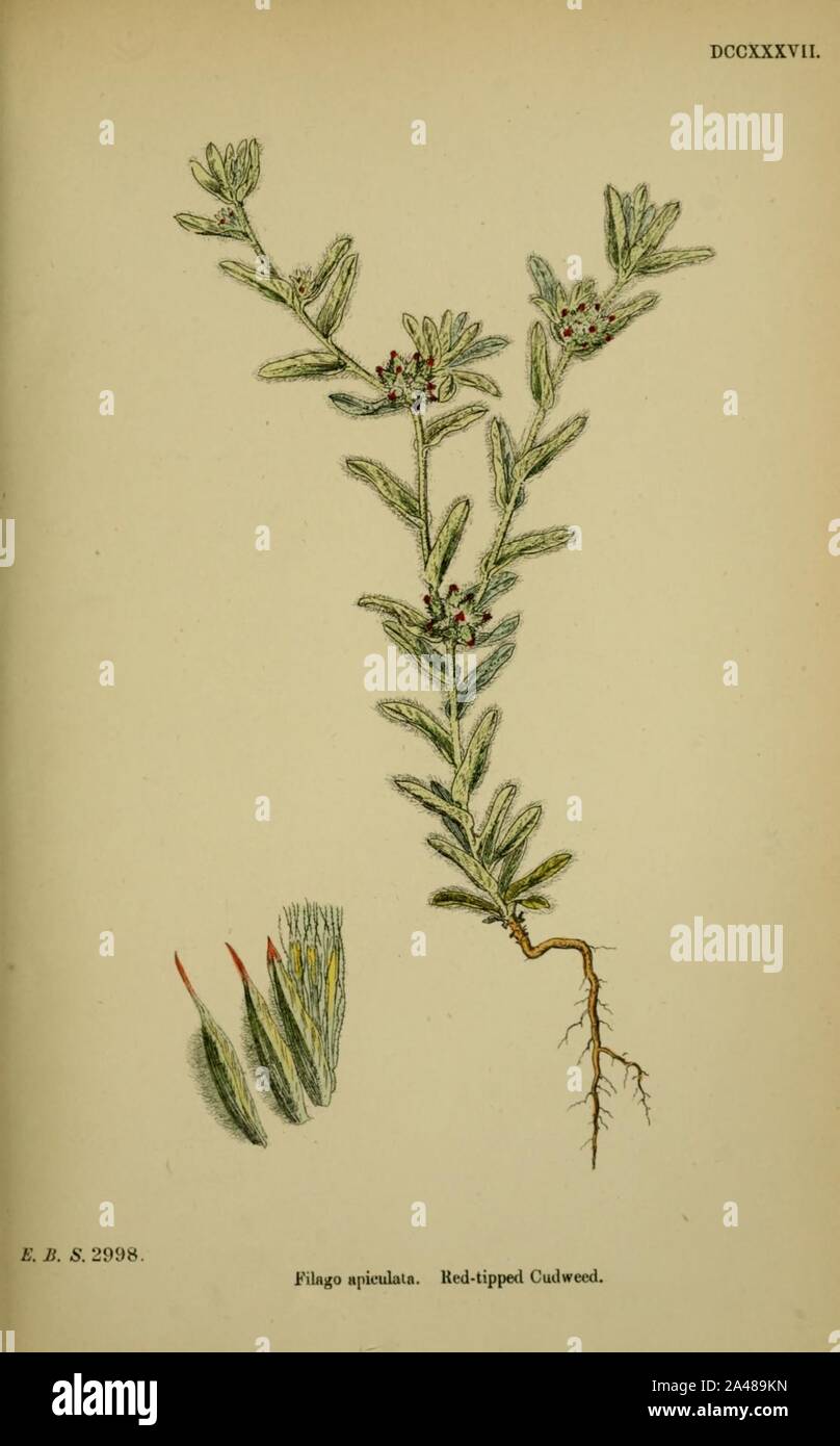 Filago lutescens ssp lutescens. Stock Photo