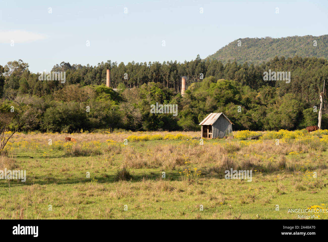 a small wooden stable built amid the flowering field of daisy flowers. In the background of the scene can be seen the towers of an abandoned factory. Stock Photo