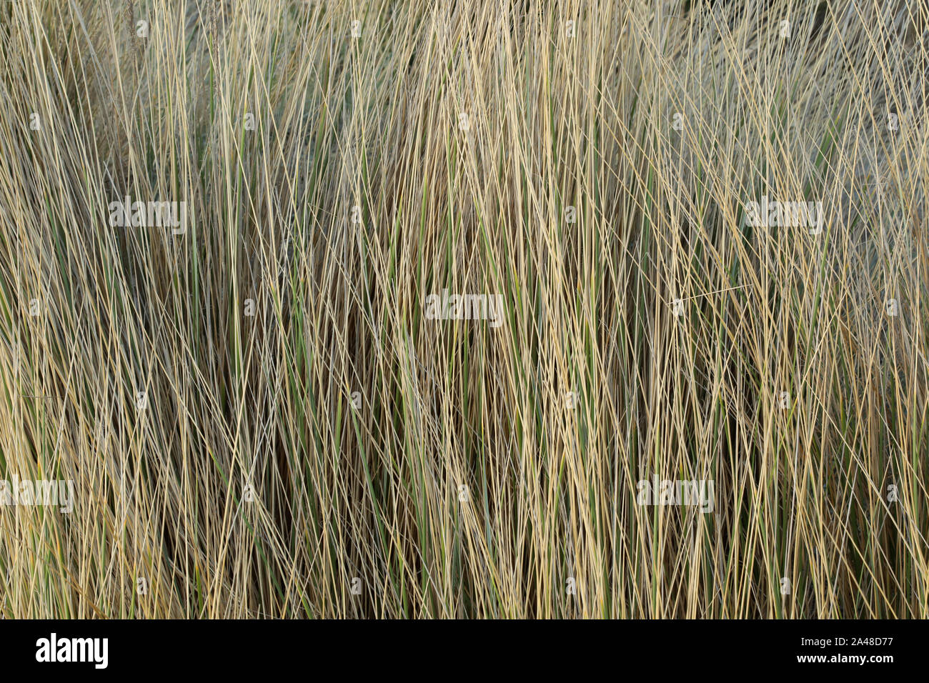 Dry reeds swaying wind hi-res stock photography and images - Alamy