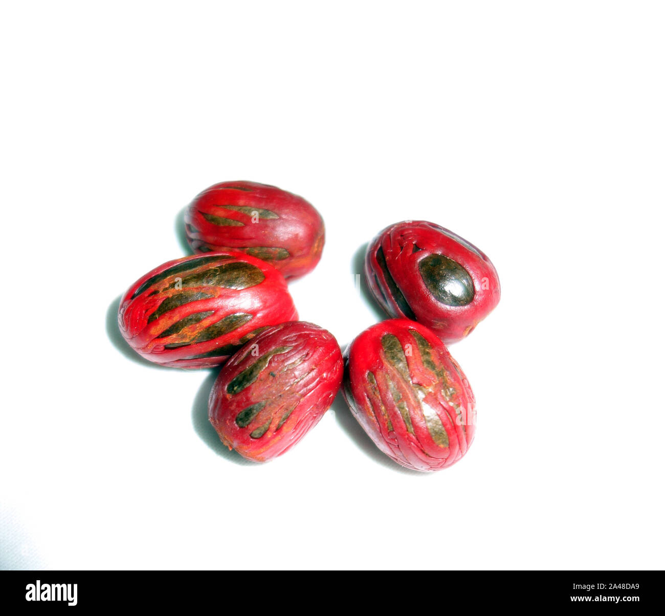 Red-maced fruit of native Australian nutmeg Myristica insipida, Wet Tropics rainforests, Queensland, Australia Stock Photo