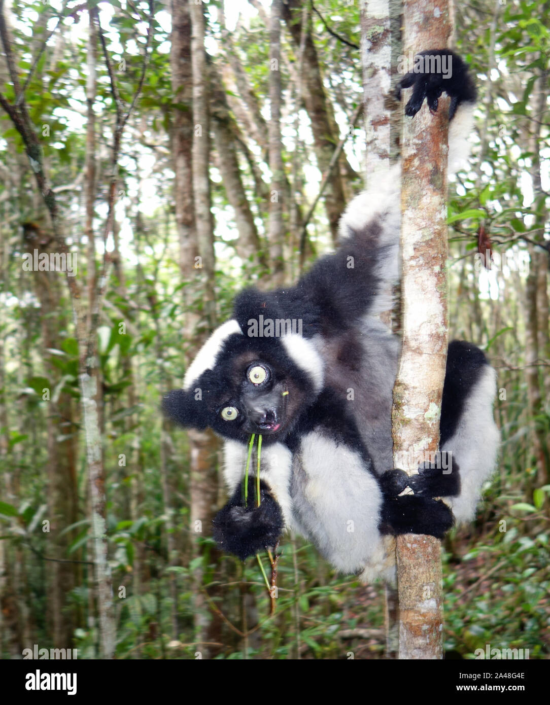 Wild Indri lemur (Indri indri), Parc Mitsinjo, Andasibe, Madagascar ...
