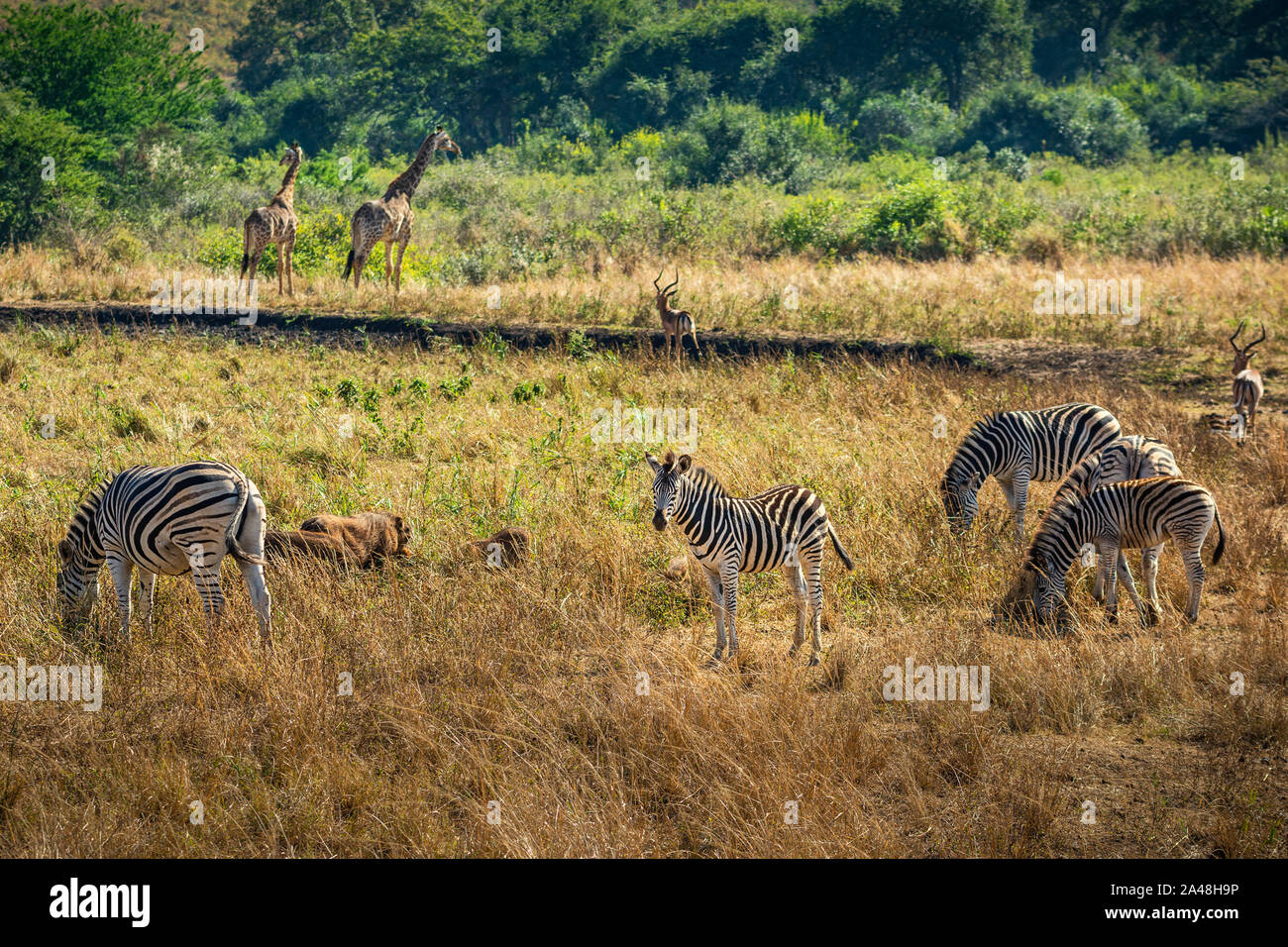 Diverse wildlife hi-res stock photography and images - Alamy
