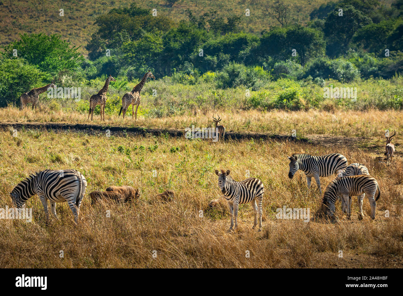 Diverse wildlife species hi-res stock photography and images - Alamy