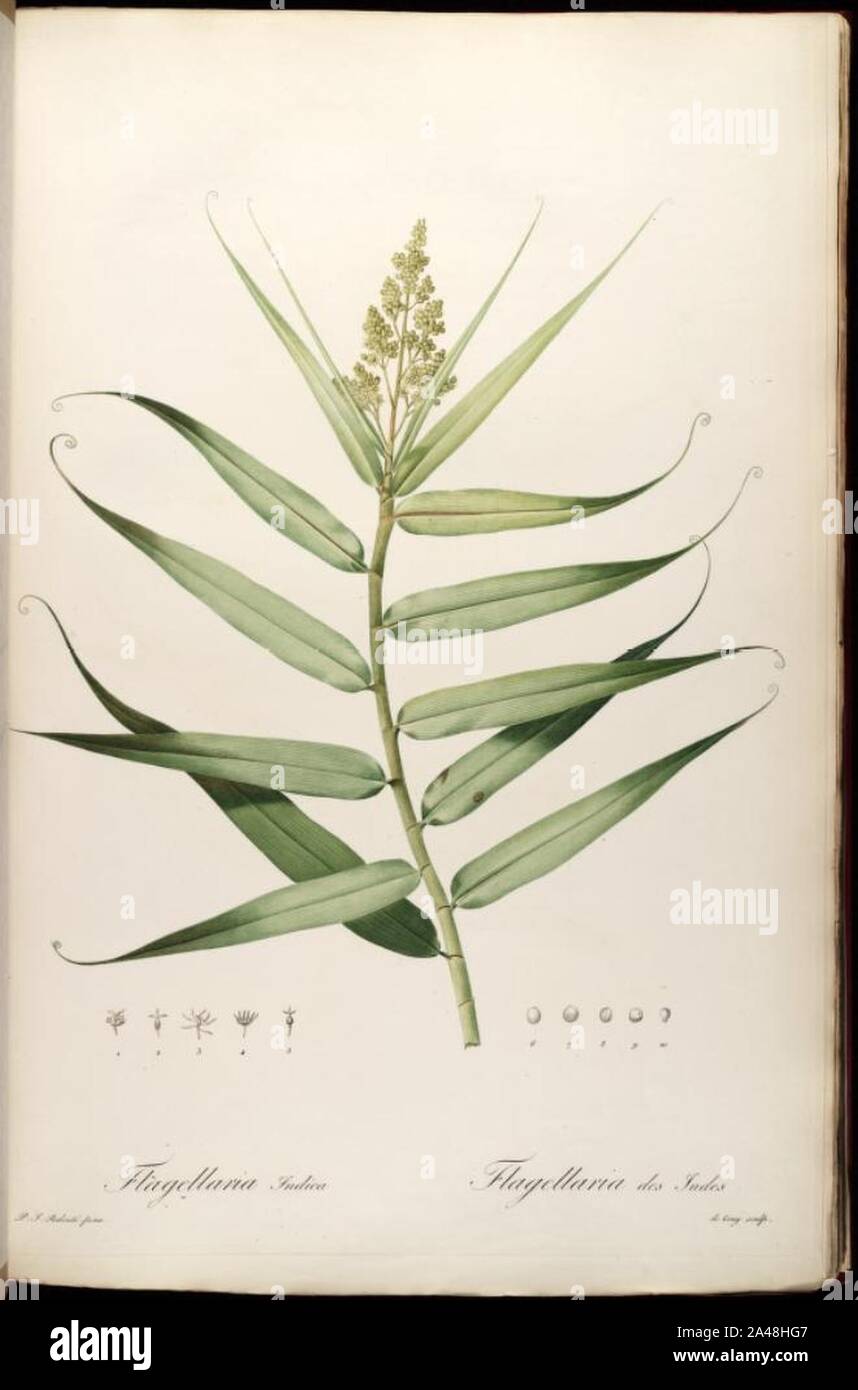 Flagellaria indica. Stock Photo