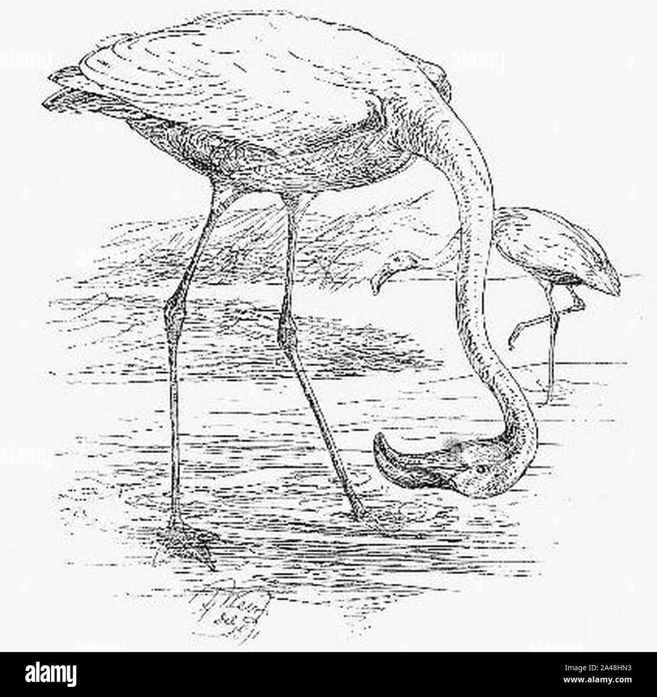 Flamingo Drawing. Stock Photo