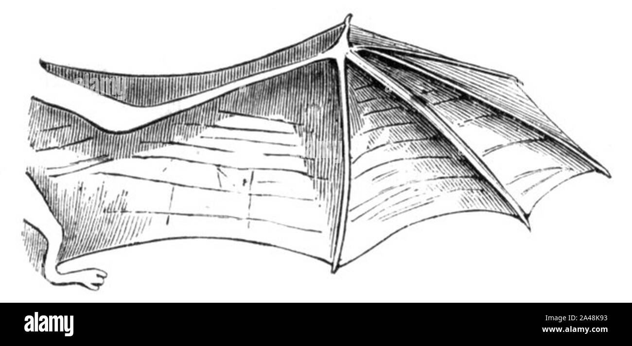 Fledermaus rechter Fluegel-drawing. Stock Photo