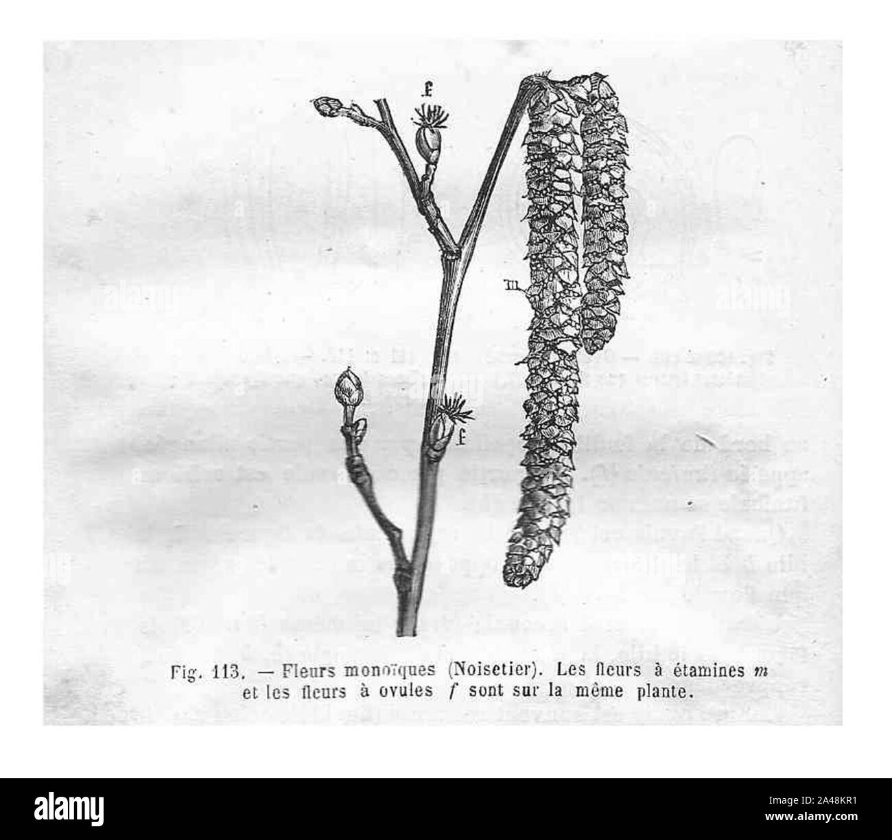 FLEUR DE NOISETIER visual data 8