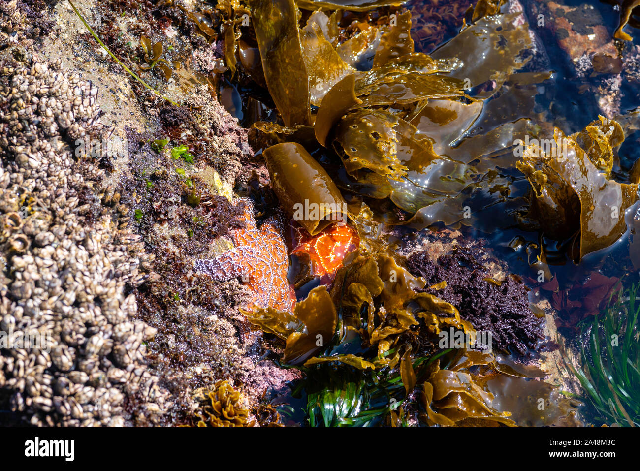 tidal pools olympic national park tidal pools olympic national park
