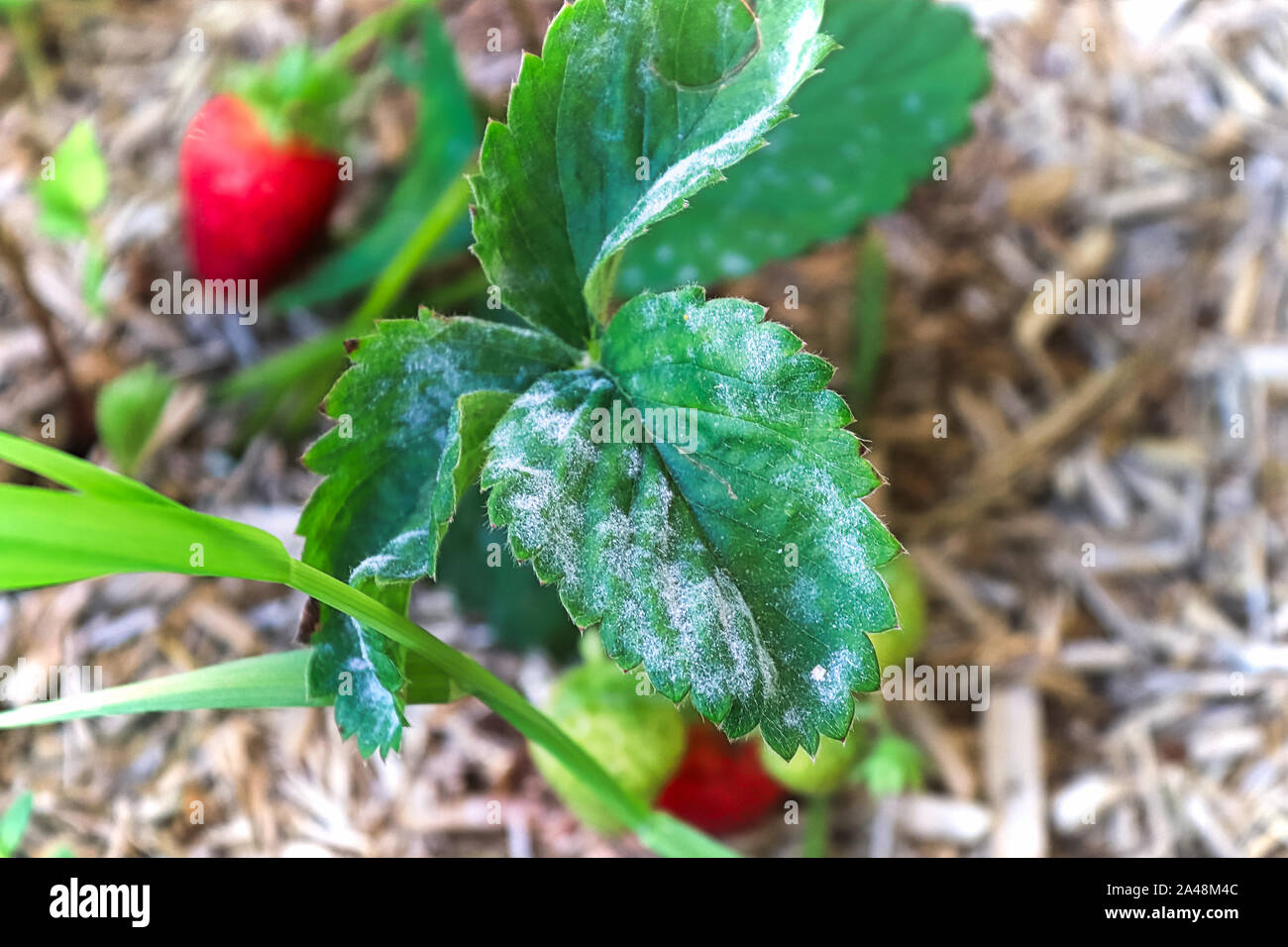 Closeup of powdery mildew on a strawberry leaf. Stock Photo