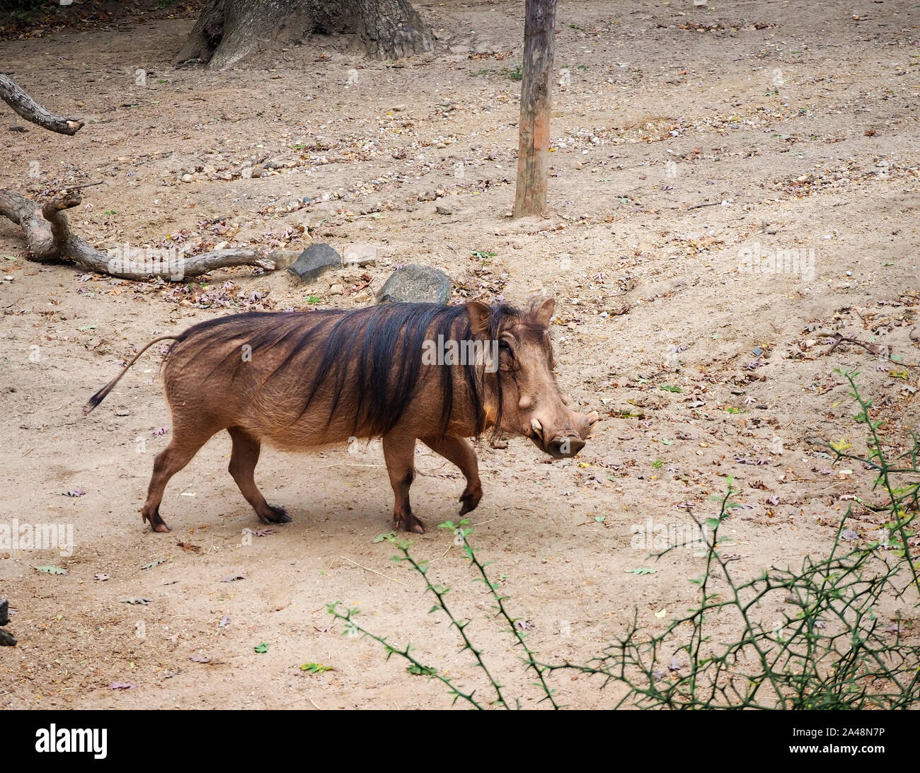 A large warthog saunters along casually gazing back at the viewer. Stock Photo
