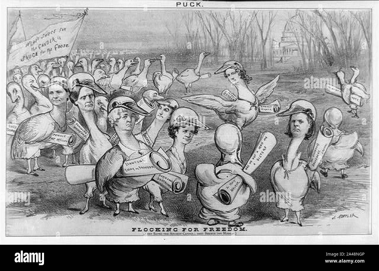 Flocking Black and White Stock Photos & Images Alamy