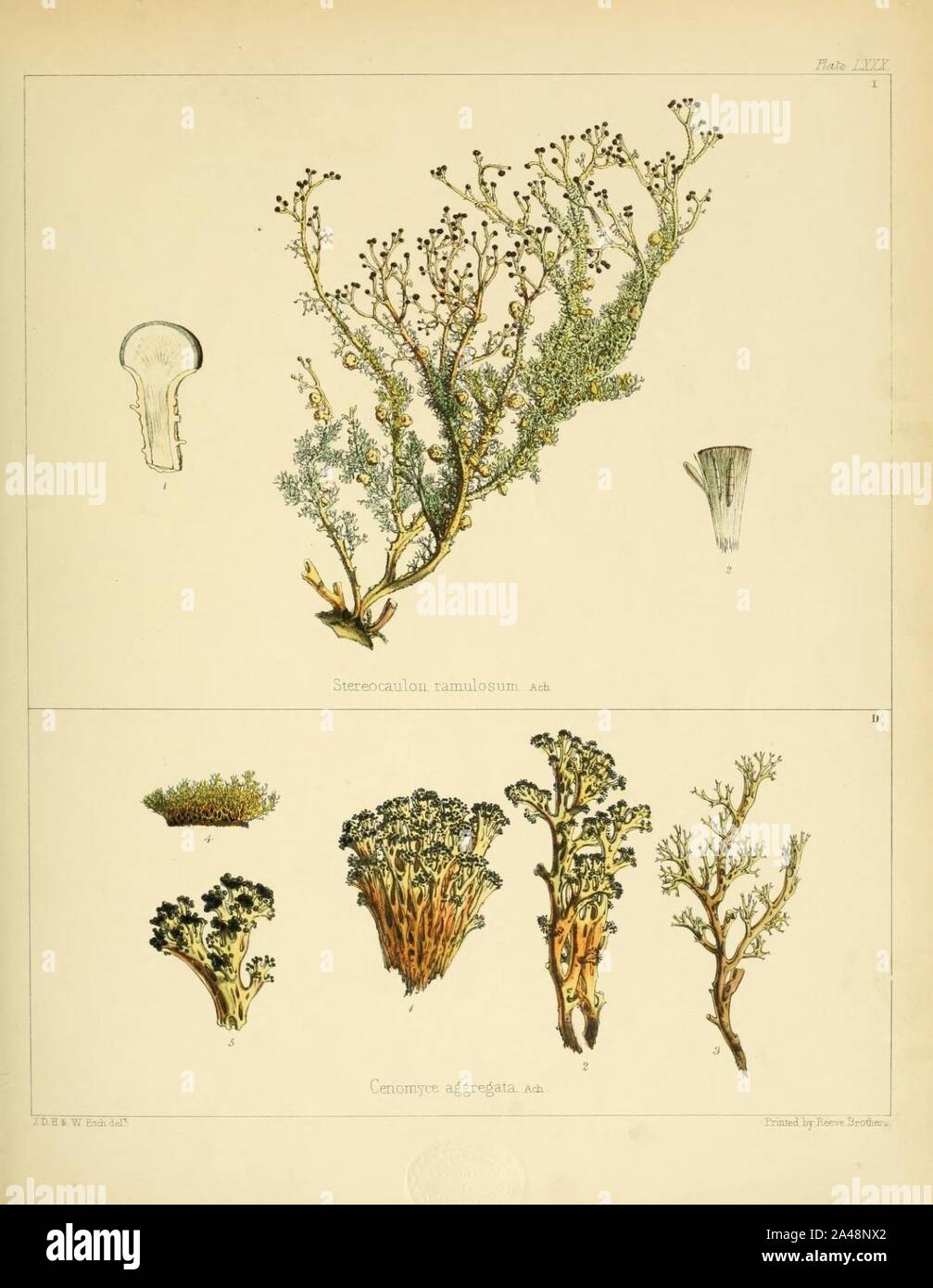 Flora Antarctica Stereocaulon ramulosum - Cenomyce aggregata. Stock Photo