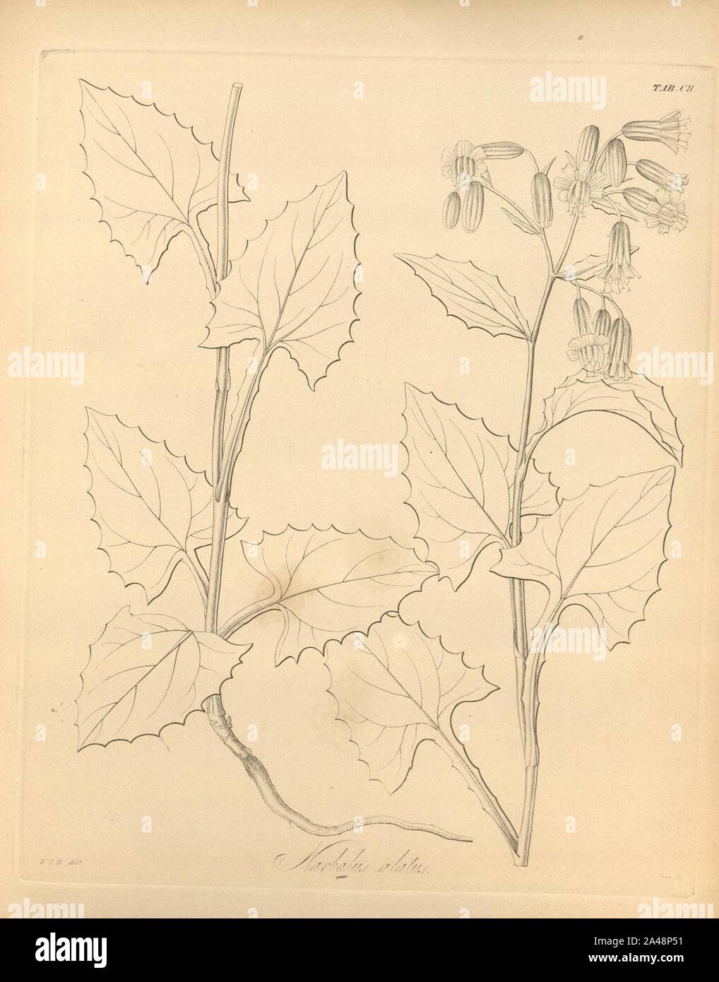 Flora boreali-americana, or, the botany of the northern parts of British America (Tab. CII) Stock Photo