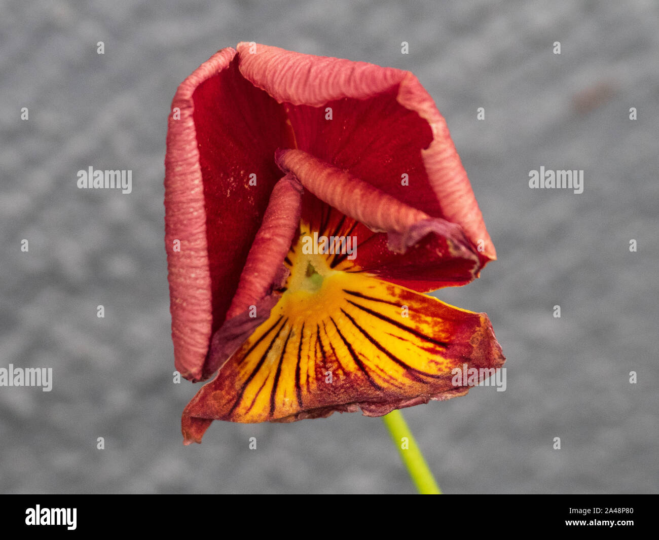 Flower, slightly wilted red Pansy Stock Photo Alamy