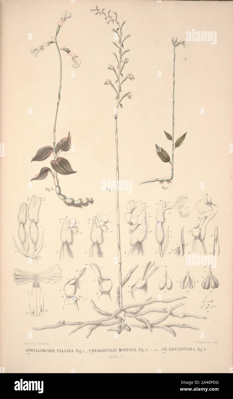 Flora Javae et insularum adjacentium (Orchid 12 Stock Photo Alamy