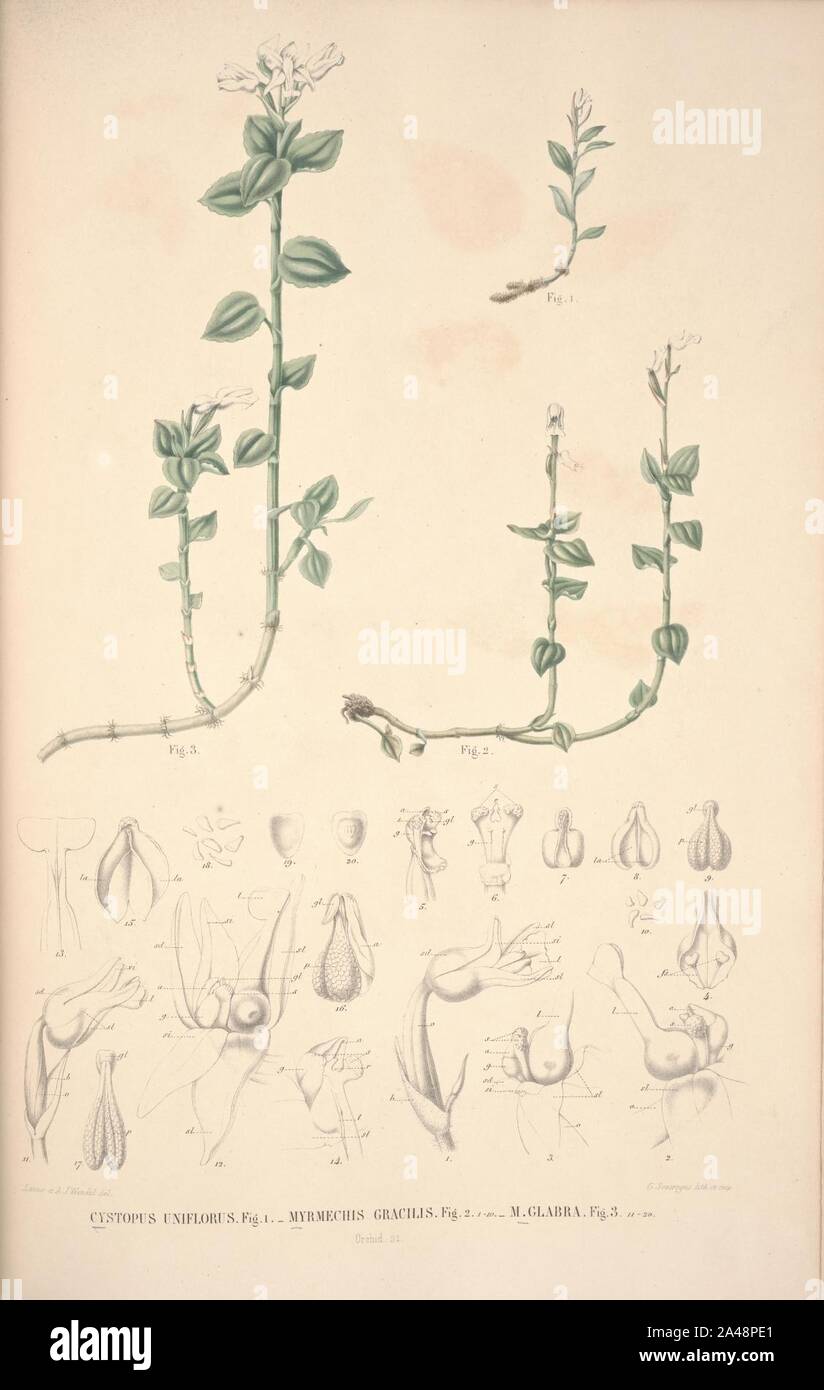 Flora Javae et insularum adjacentium (Orchid 20) Stock Photo