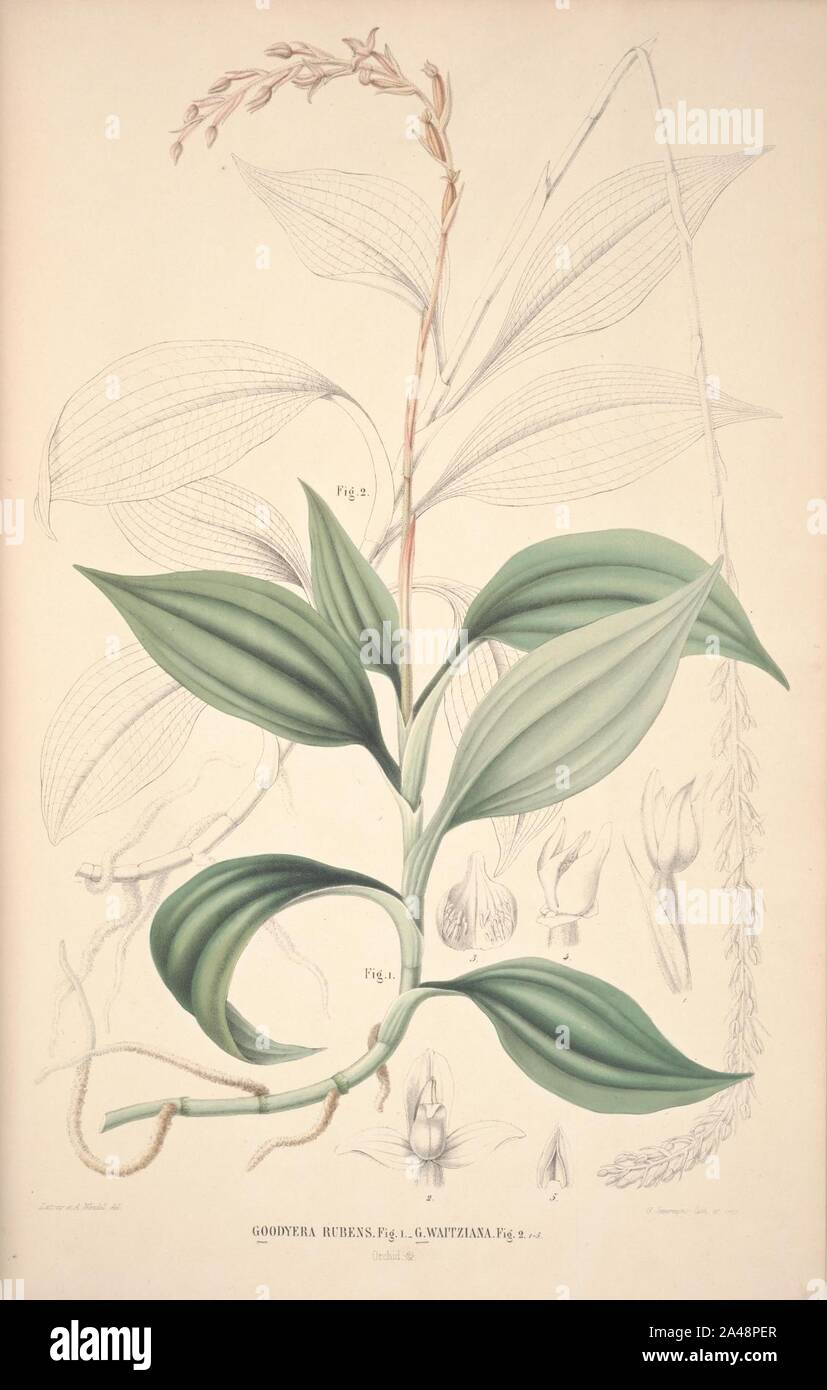 Flora Javae et insularum adjacentium (Orchid 26) Stock Photo