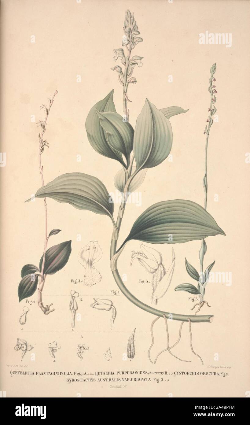 Flora Javae et insularum adjacentium (Orchid 39) Stock Photo