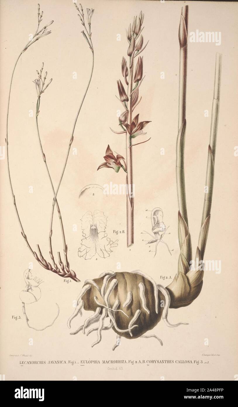 Flora Javae et insularum adjacentium (Orchid 65) Stock Photo