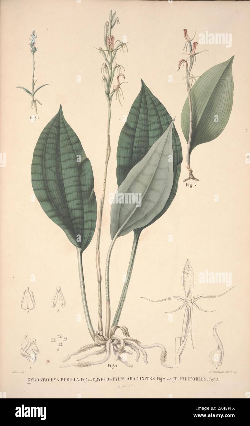 Flora Javae et insularum adjacentium (Orchid 47) Stock Photo