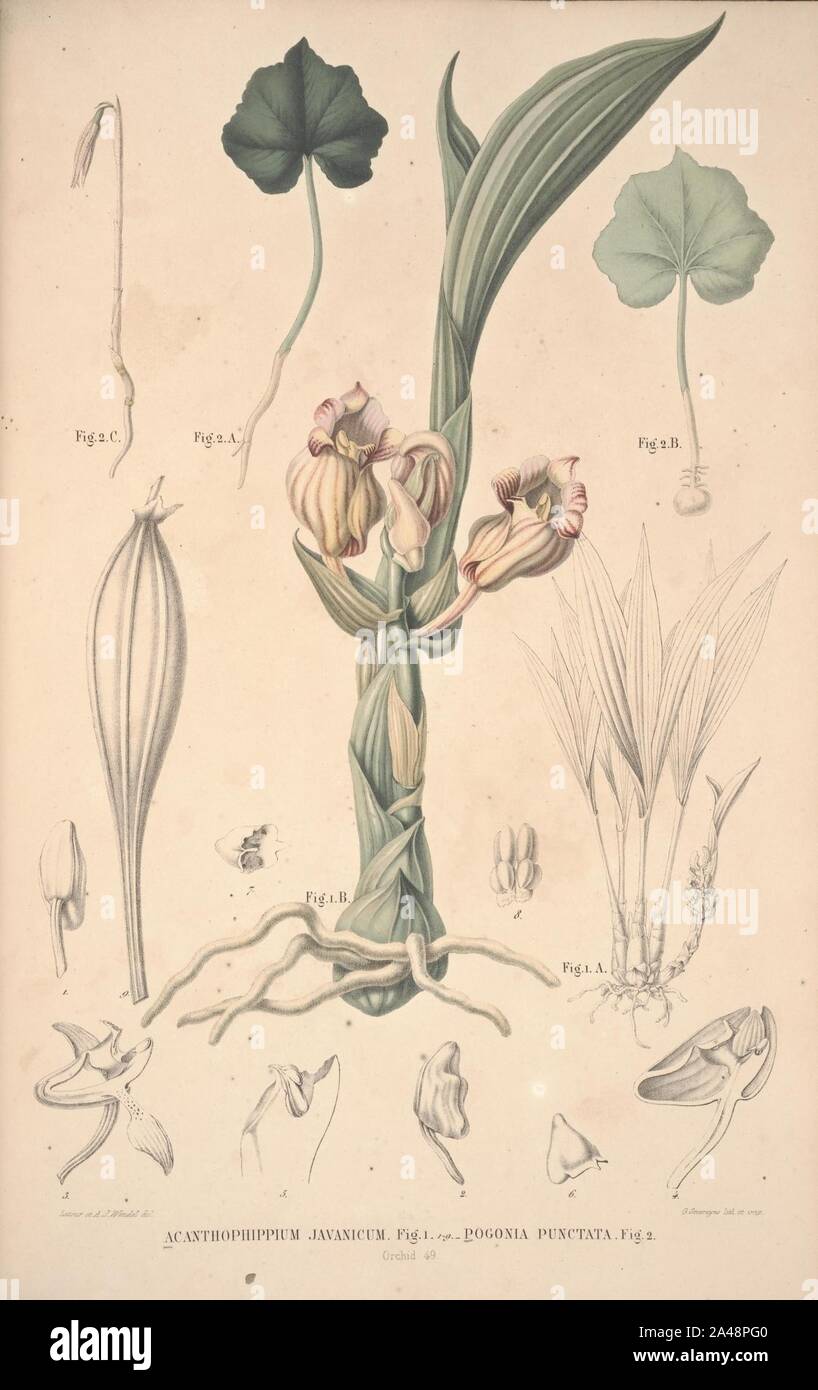 Flora Javae et insularum adjacentium (Orchid 51) Stock Photo