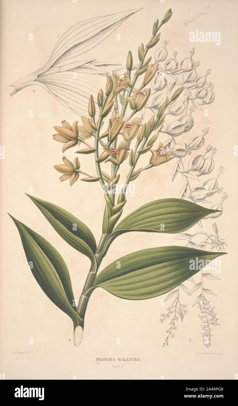 Flora Javae et insularum adjacentium (Orchid 6 Stock Photo Alamy