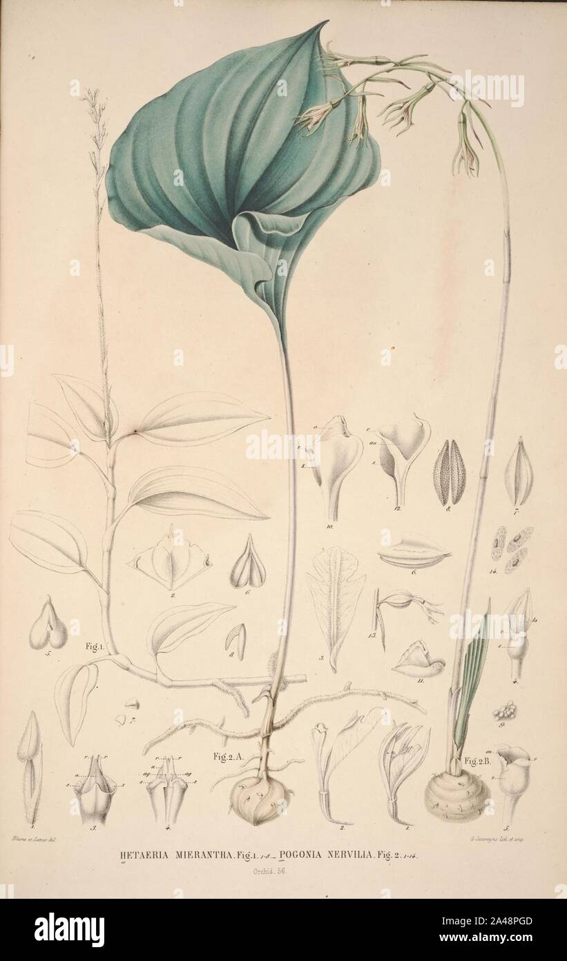 Flora Javae et insularum adjacentium (Orchid 58) Stock Photo