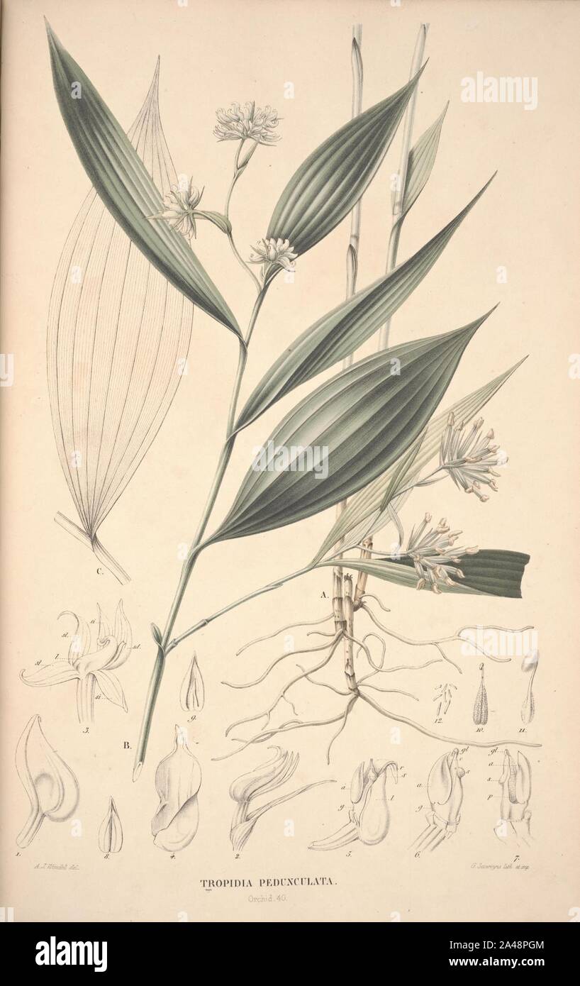Flora Javae et insularum adjacentium (Orchid 42) Stock Photo