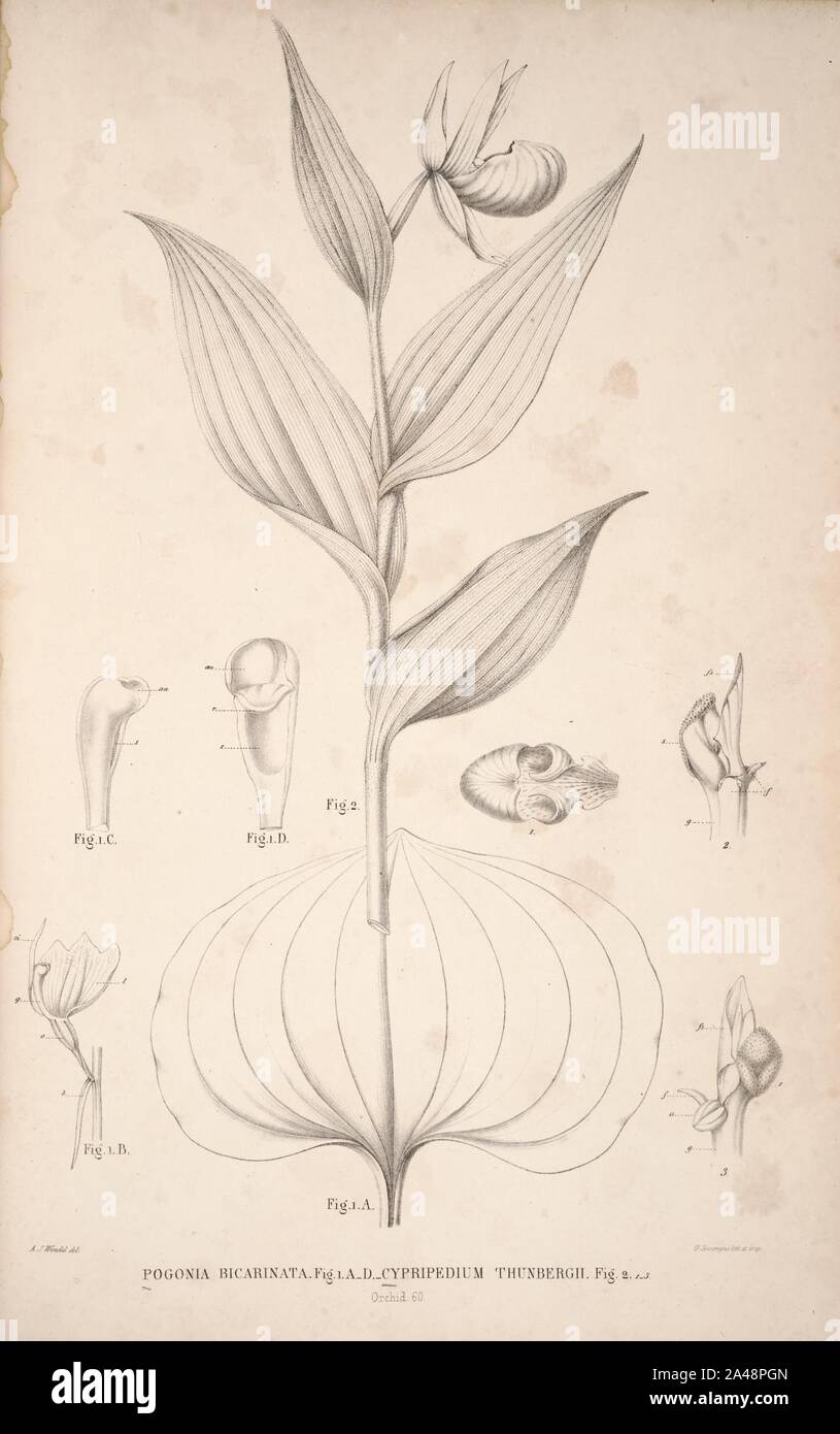 Flora Javae et insularum adjacentium (Orchid 62) Stock Photo