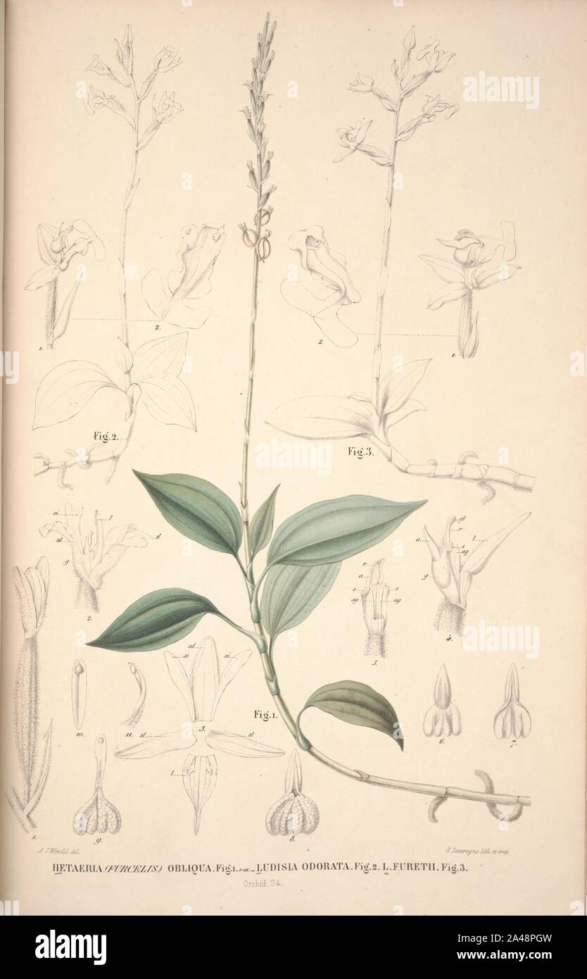 Flora Javae et insularum adjacentium (Orchid 36) Stock Photo