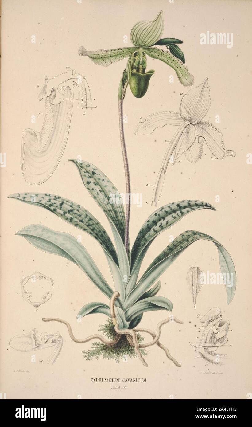 Flora Javae et insularum adjacentium (Orchid 60) Stock Photo