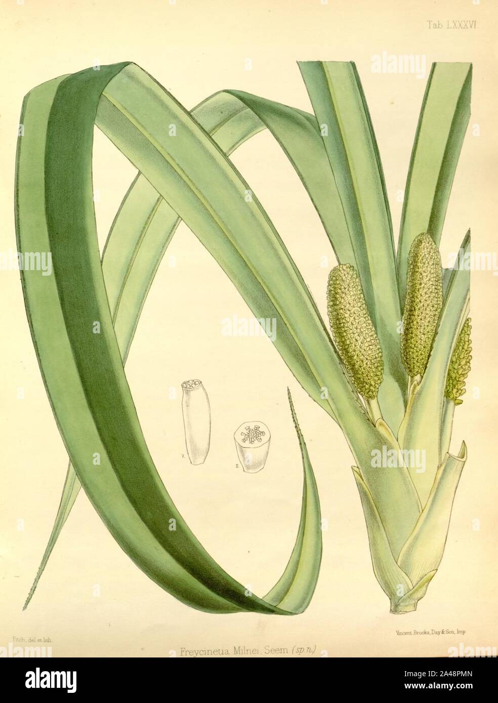 Flora vitiensis 086 Freycinetia urvilleana. Stock Photo