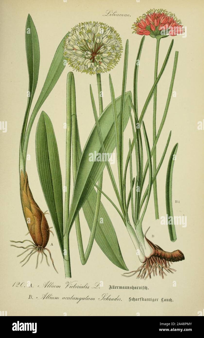 Flora von Deutschland p120 - Allium victorialis, Allium lusitanicum. Stock Photo