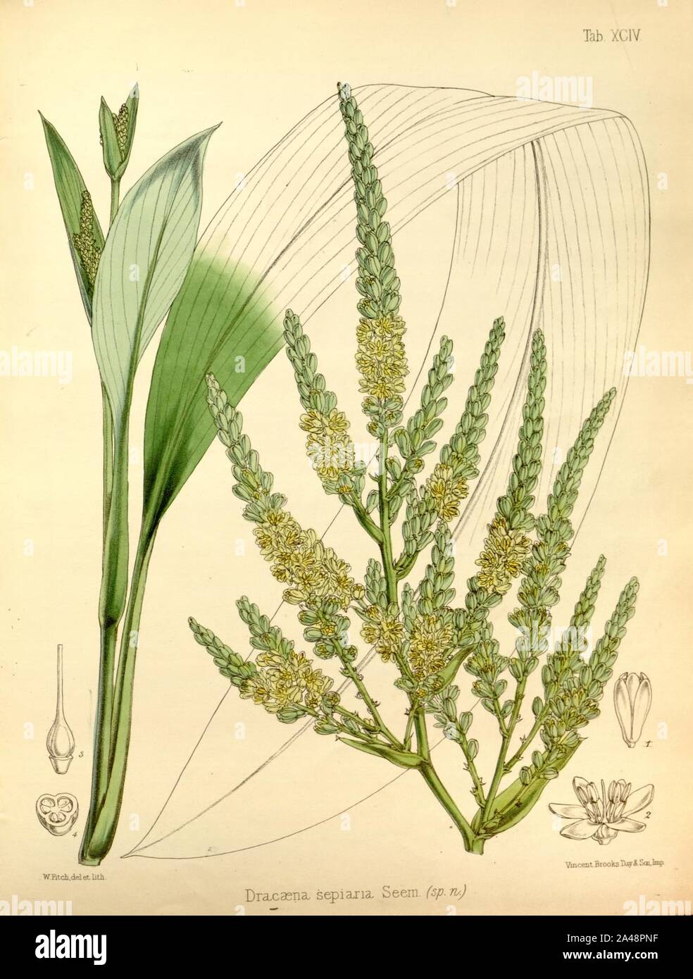 Flora vitiensis 094 Cordyline fruticosa. Stock Photo