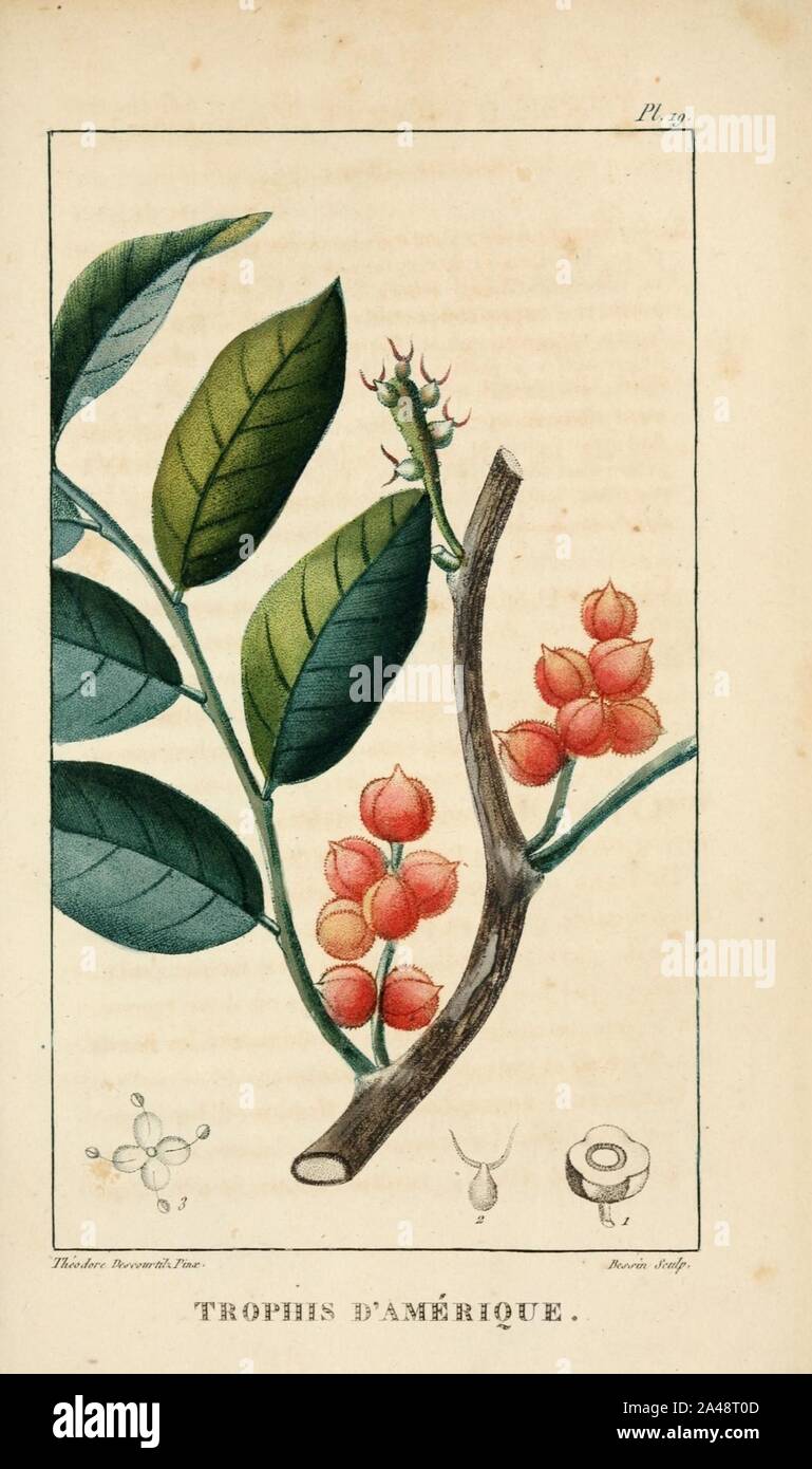 Flore pittoresque et médicale des Antilles (Pl. 19) Stock Photo