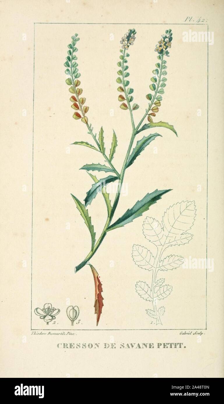 Flore pittoresque et médicale des Antilles (Pl. 42) Stock Photo
