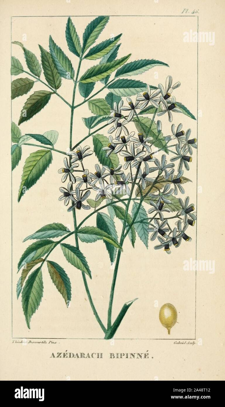 Flore pittoresque et médicale des Antilles (Pl. 46) Stock Photo