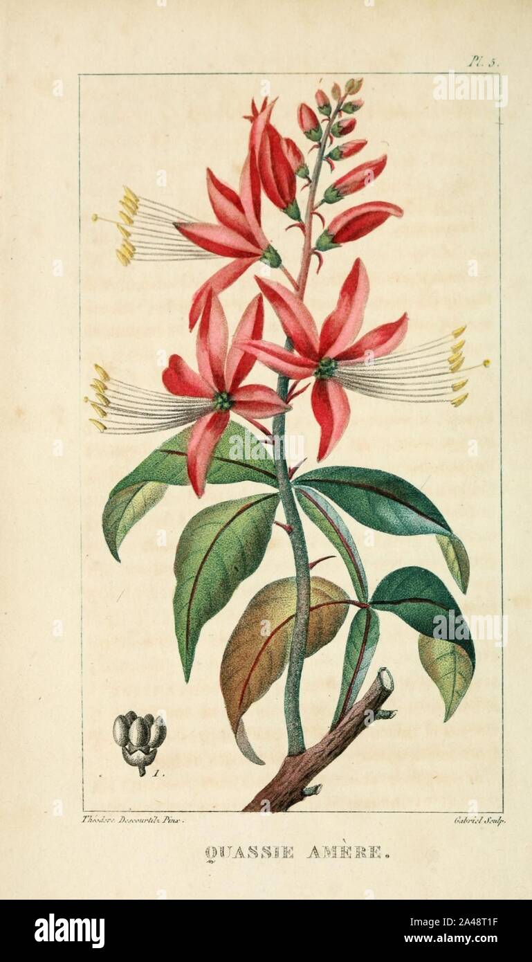 Flore pittoresque et médicale des Antilles (Pl. 5) Stock Photo