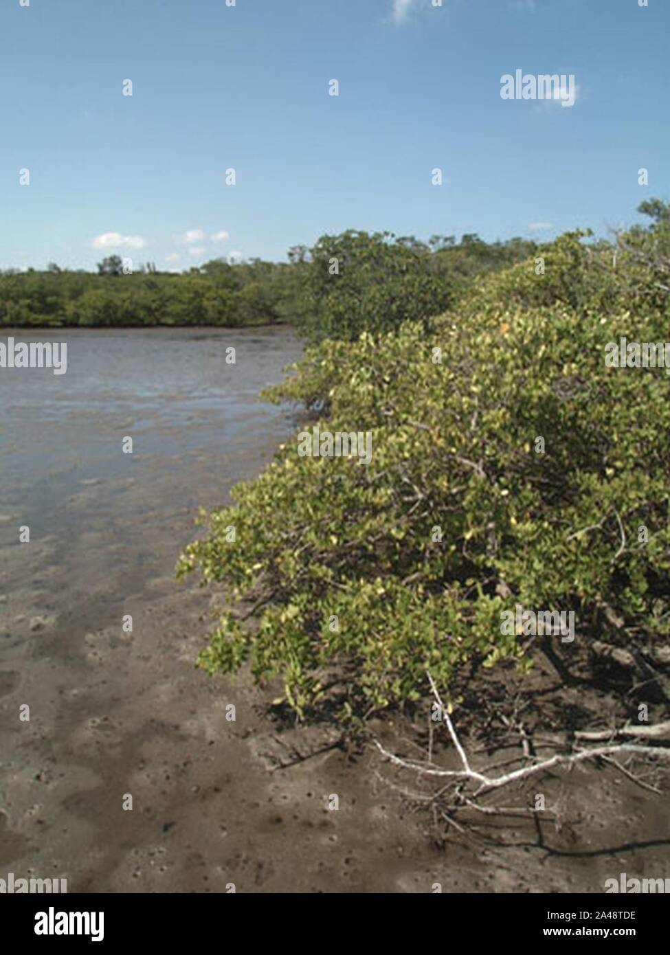 Florida mangroves usgov image Stock Photo Alamy