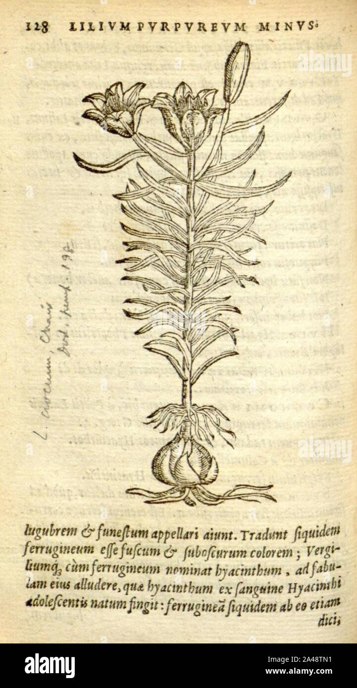 Florum, et coronarianum odoratarumque nonnullarum herbarum historia (Page 128) Stock Photo