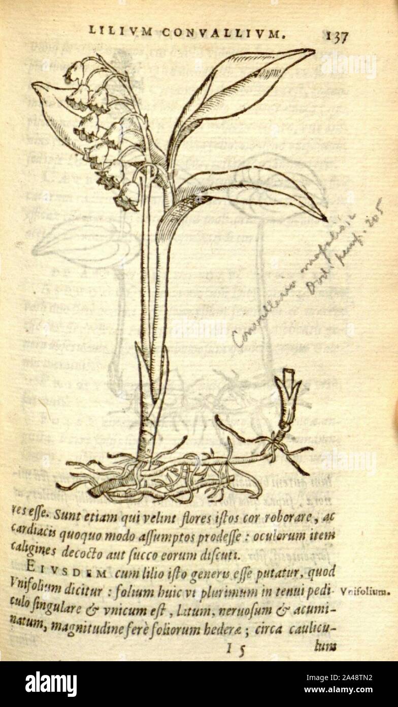 Florum, et coronarianum odoratarumque nonnullarum herbarum historia (Page 137) Stock Photo