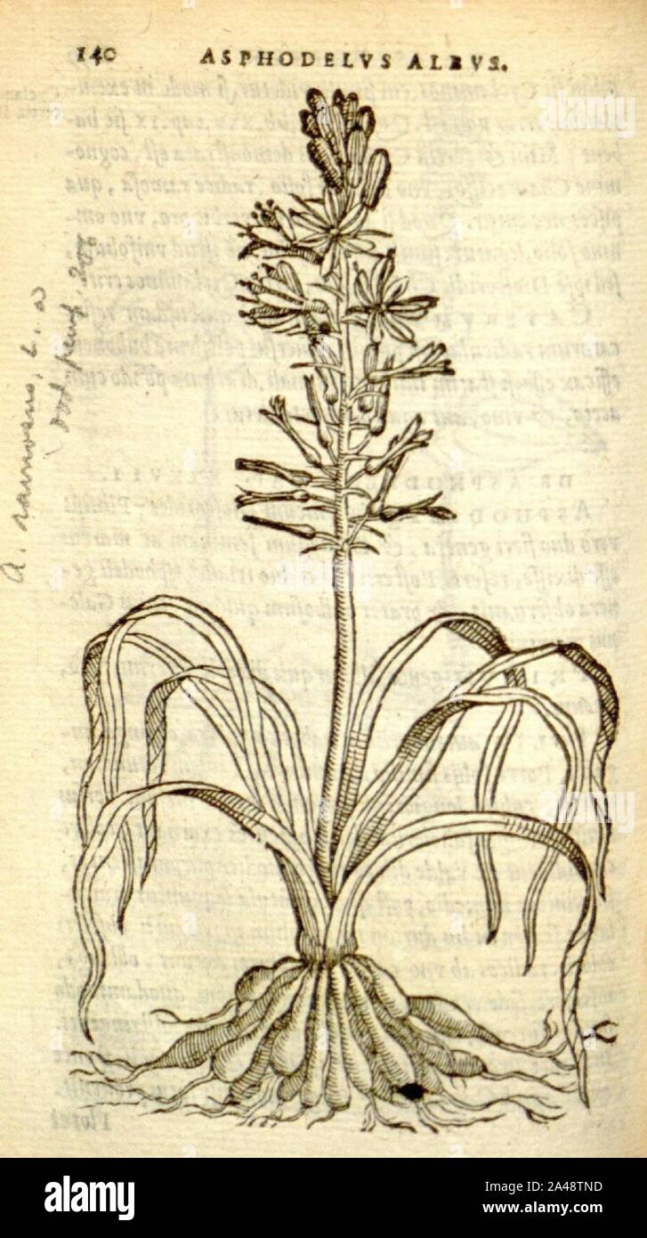 Florum, et coronarianum odoratarumque nonnullarum herbarum historia (Page 140) Stock Photo