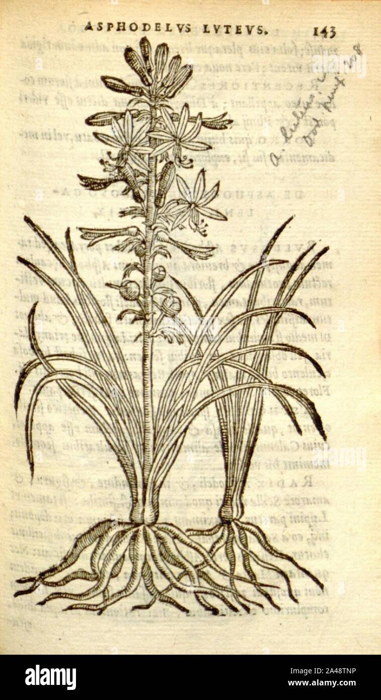 Florum, et coronarianum odoratarumque nonnullarum herbarum historia (Page 143) Stock Photo