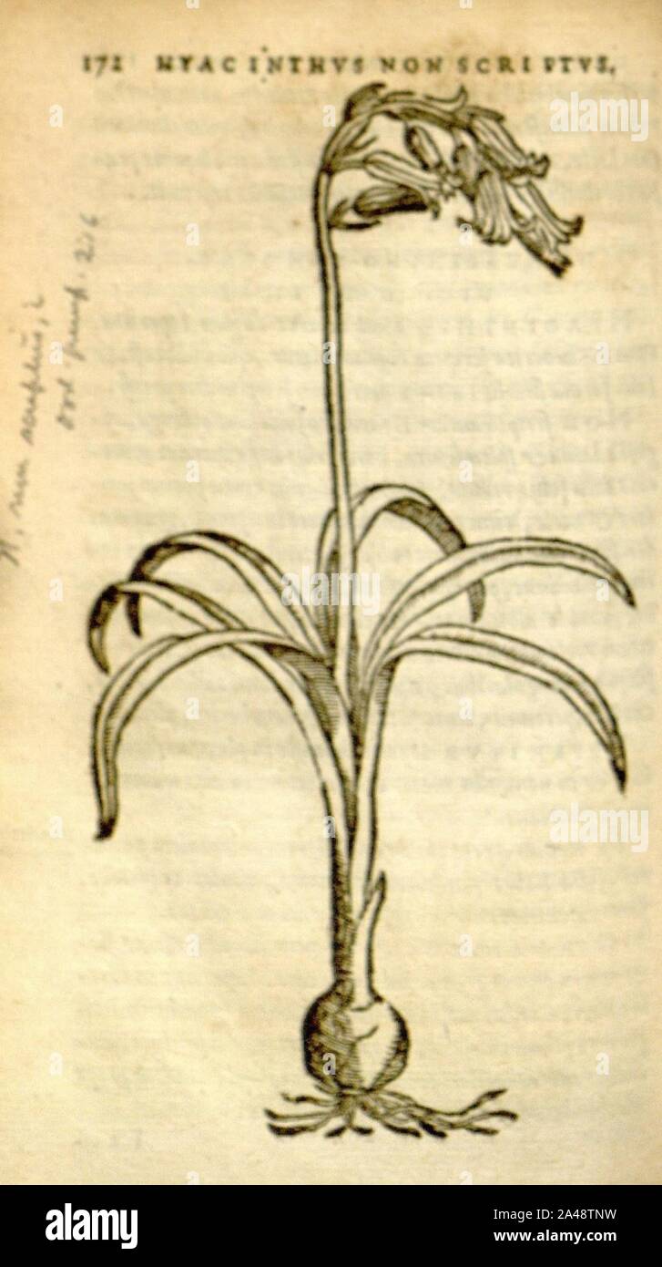 Florum, et coronarianum odoratarumque nonnullarum herbarum historia (Page 172) Stock Photo
