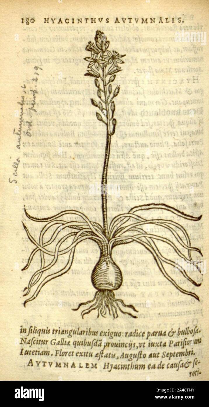 Florum, et coronarianum odoratarumque nonnullarum herbarum historia (Page 180) Stock Photo