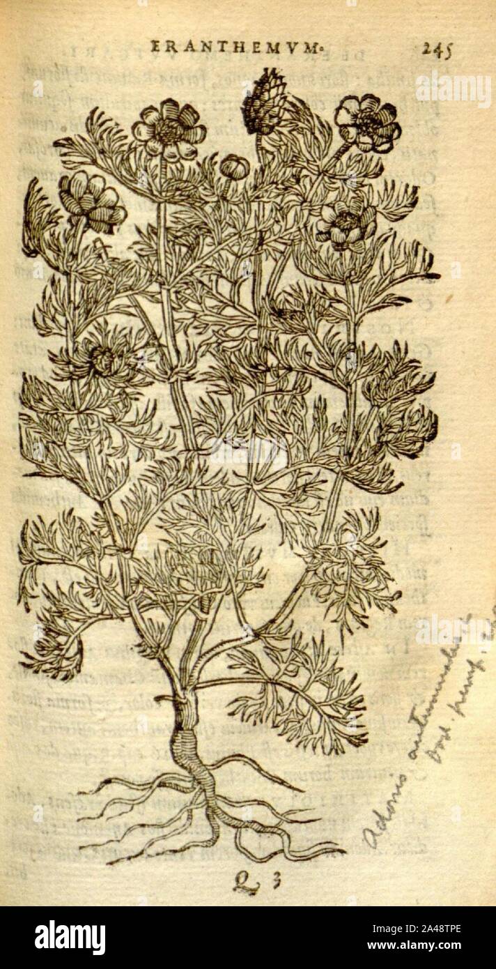 Florum, et coronarianum odoratarumque nonnullarum herbarum historia (Page 245) Stock Photo
