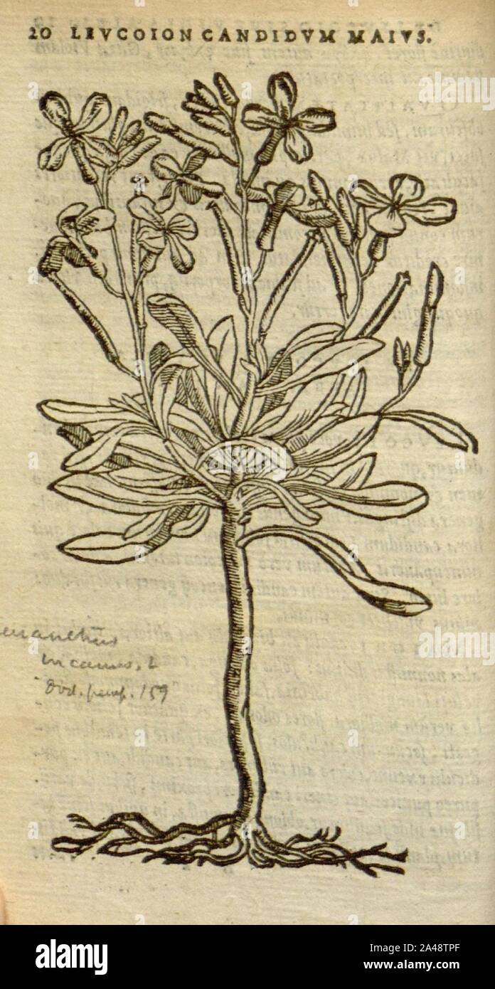 Florum, et coronarianum odoratarumque nonnullarum herbarum historia (Page 20) Stock Photo